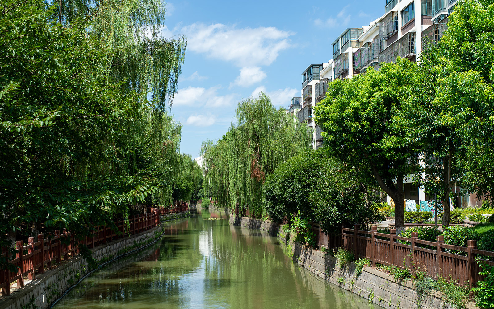 柳树与河流风景,展示绿色表现